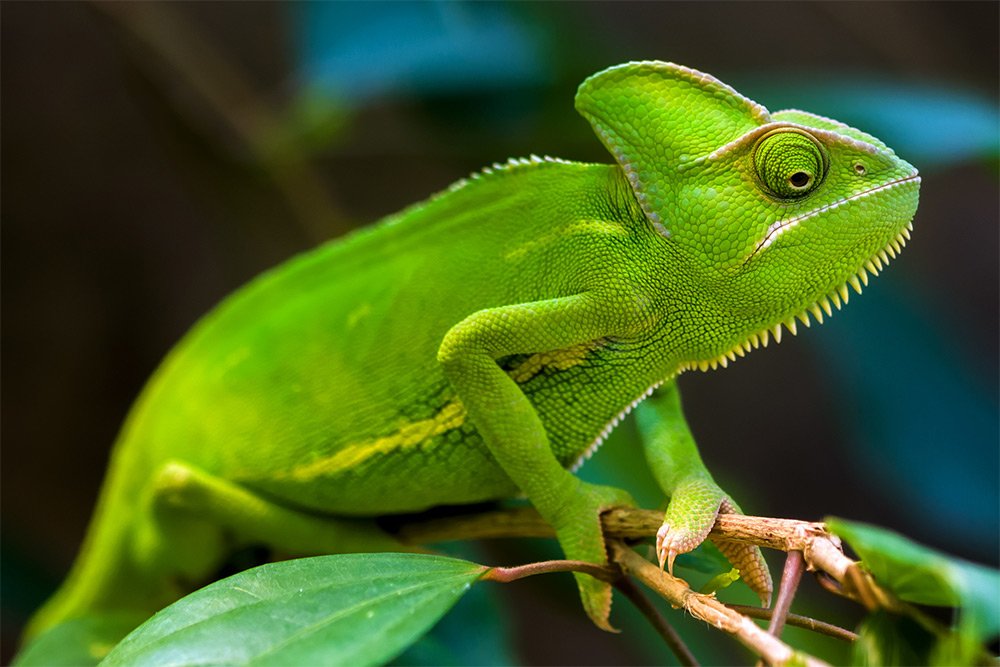 Chameleon