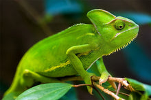 Chameleon
