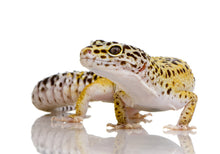 Gekon lamparci