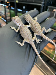 Bearded Dragons