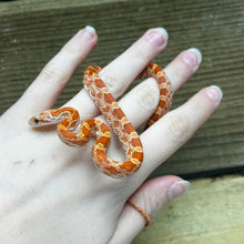 Corn snake